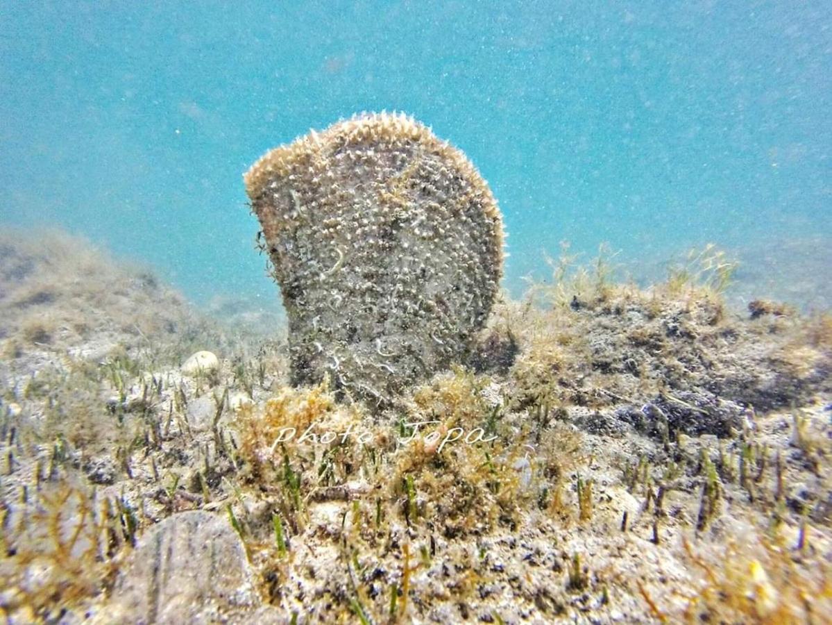 Sreser Domus Nostrae - Peljesac 1 Экстерьер фото